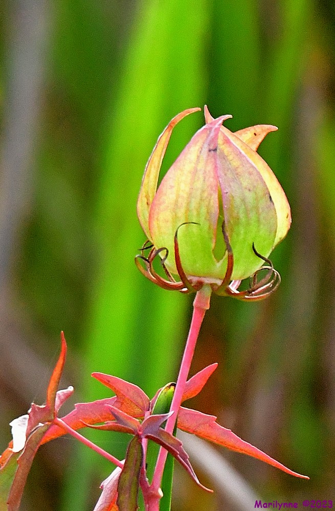 DSC_2759_001.JPG