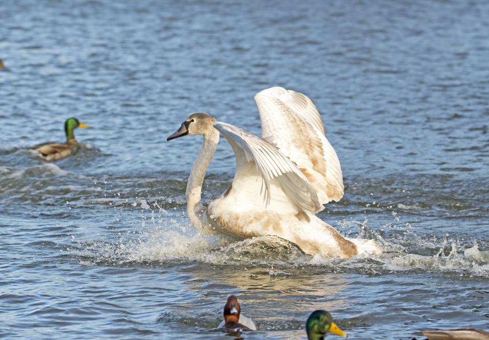 DSC_2760.jpg