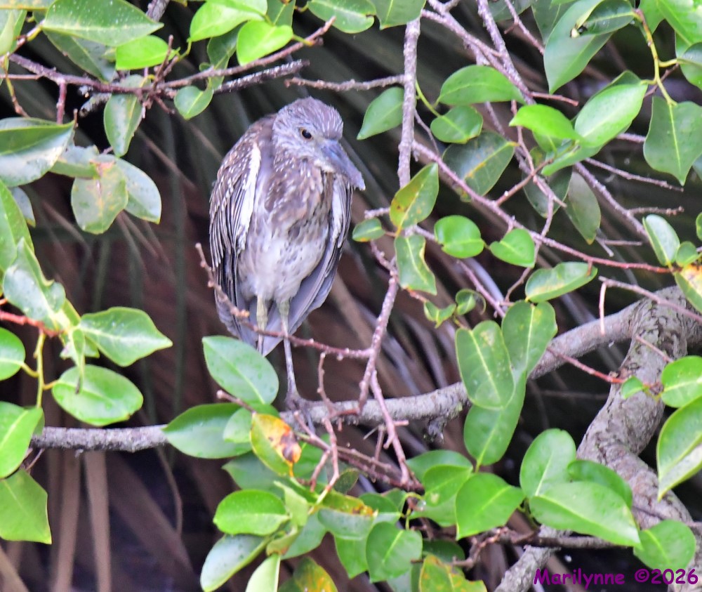 DSC_2760_001.JPG
