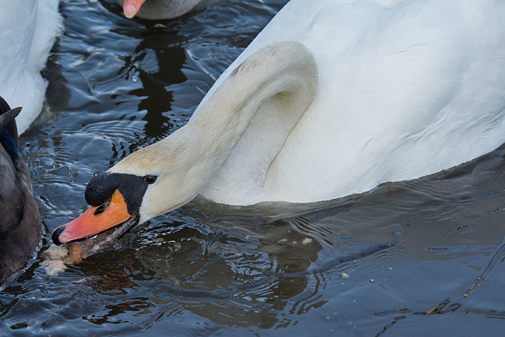 DSC_2762.jpg