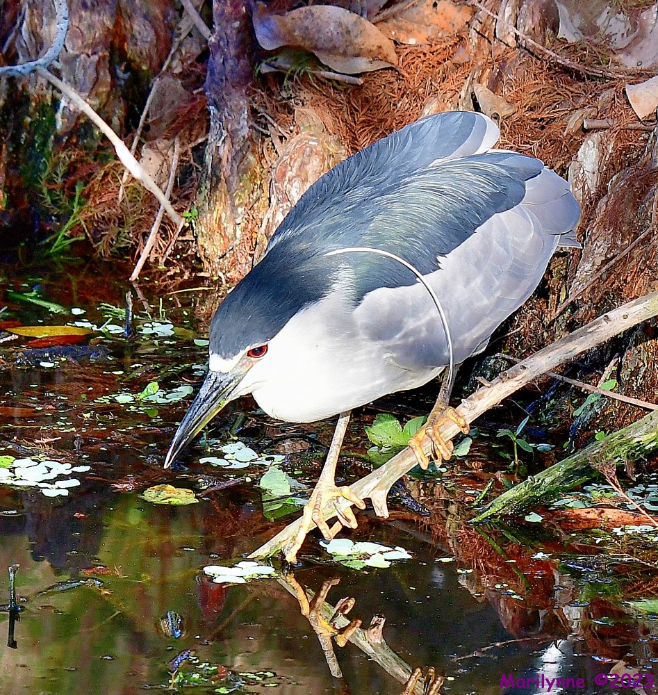 DSC_2762_001.JPG