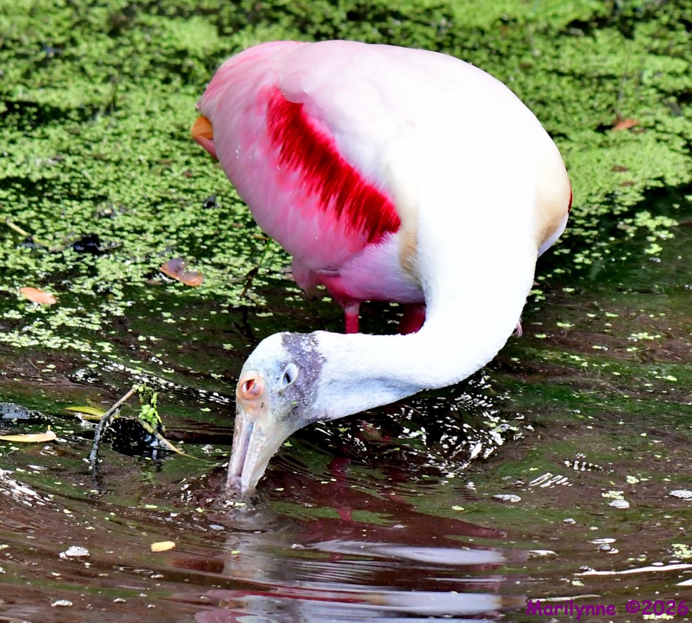 DSC_2762_001.JPG