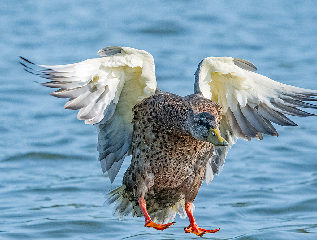 DSC_2764.jpg