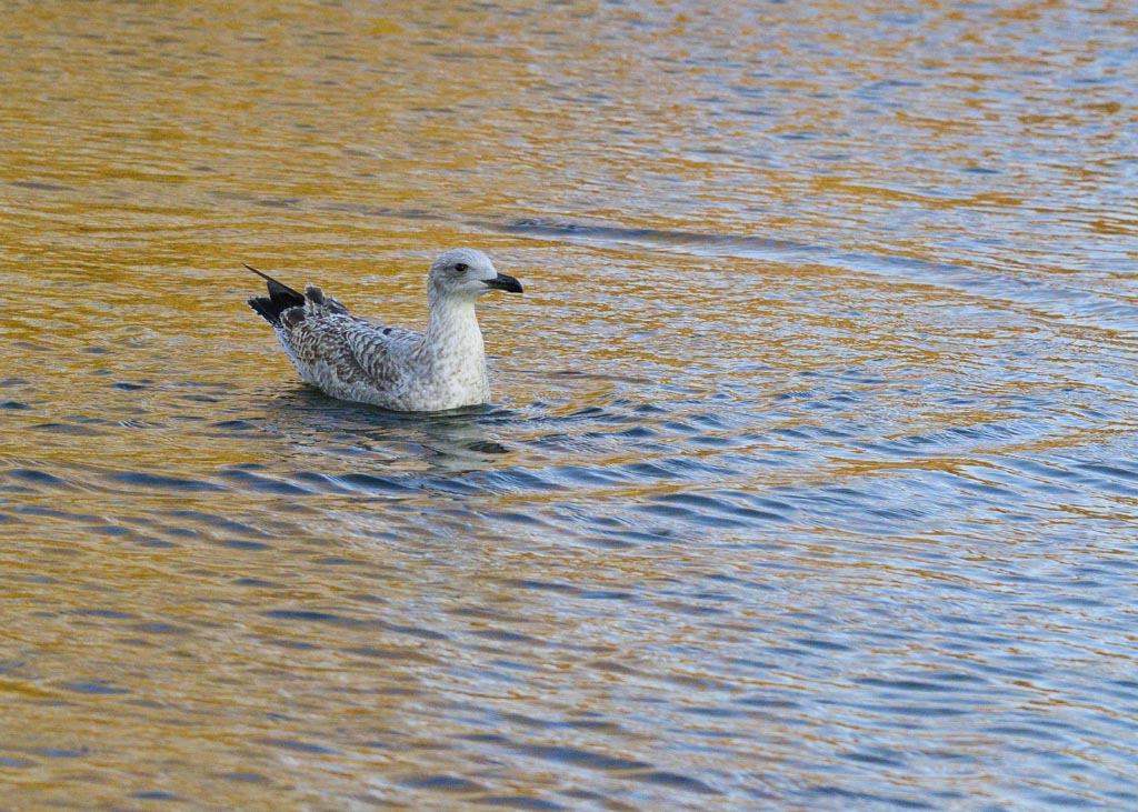 DSC_2765.jpg
