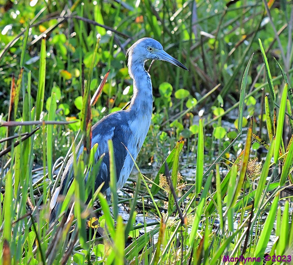 DSC_2765_001.JPG