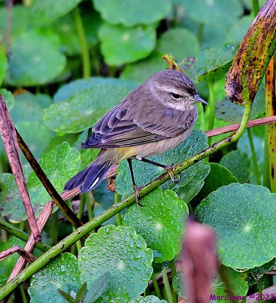 DSC_2765_001.JPG