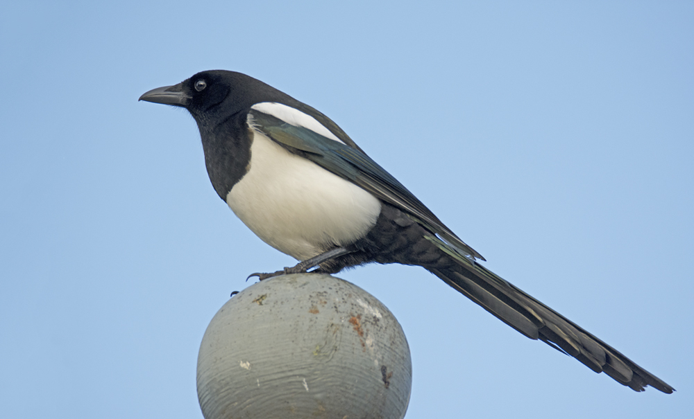 DSC_2766.jpg