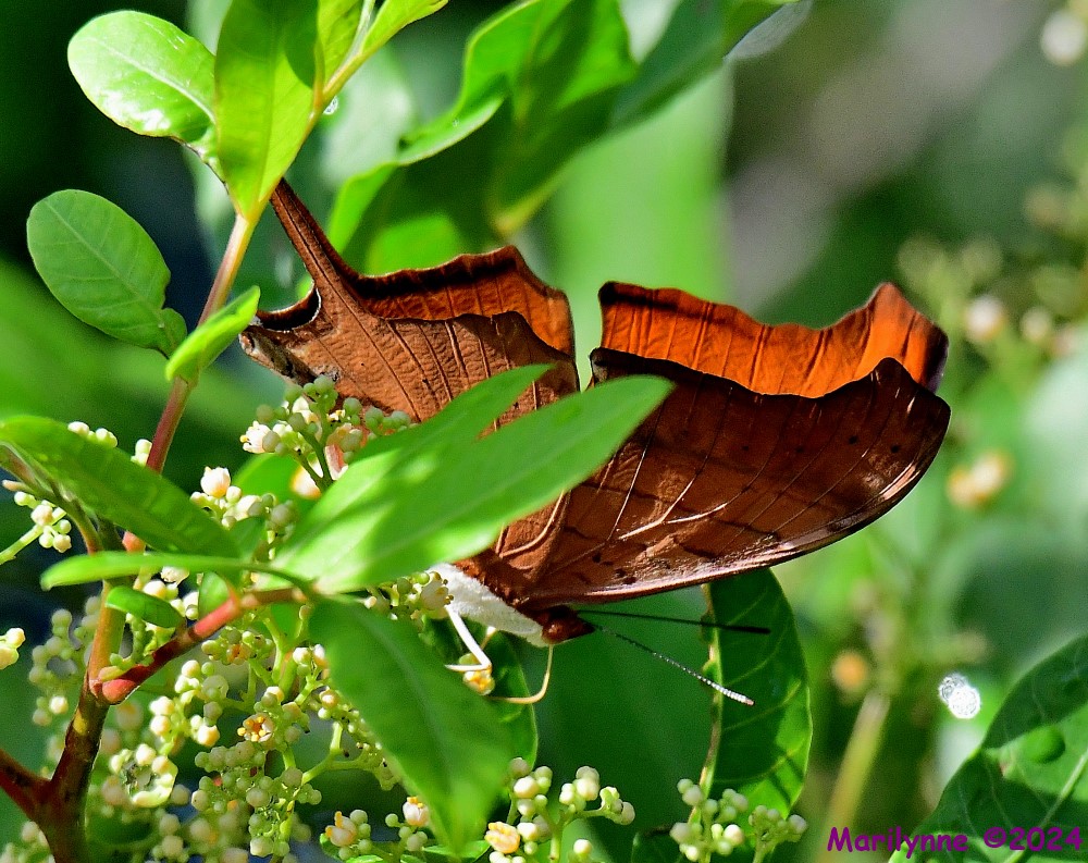 DSC_2767_001.JPG