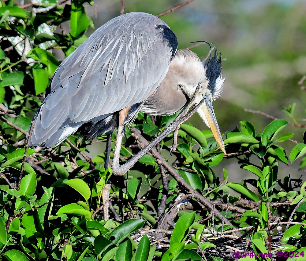 DSC_2768_001.JPG