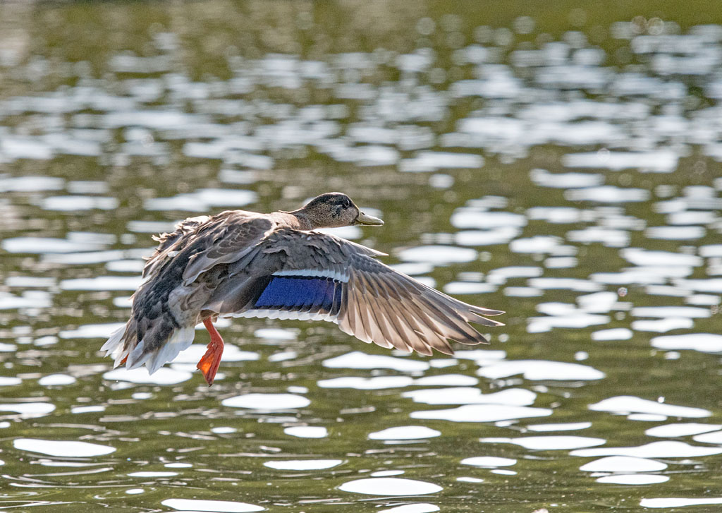 DSC_2769.jpg