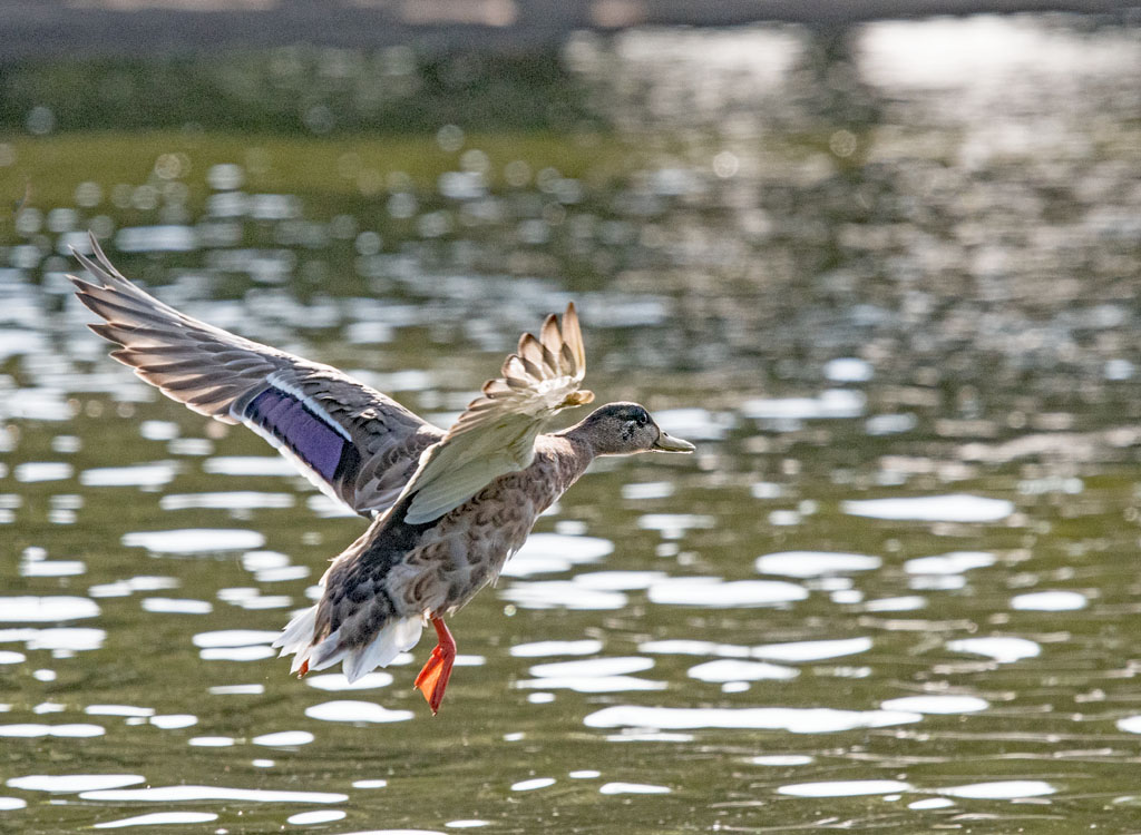 DSC_2770.jpg