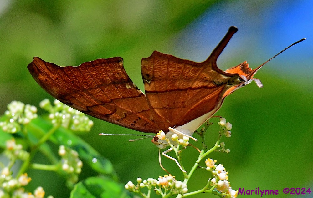 DSC_2773_001.JPG
