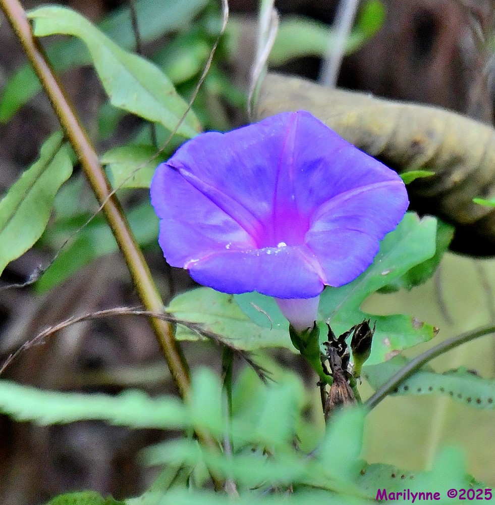 DSC_2773_001.JPG
