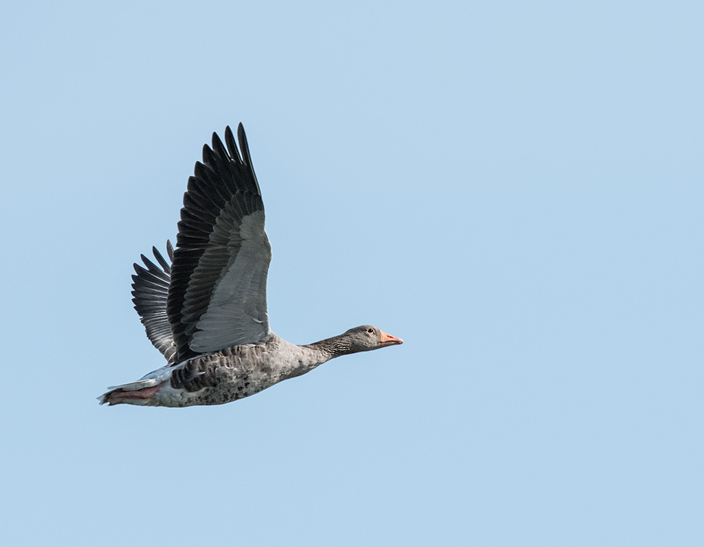 DSC_2774.jpg