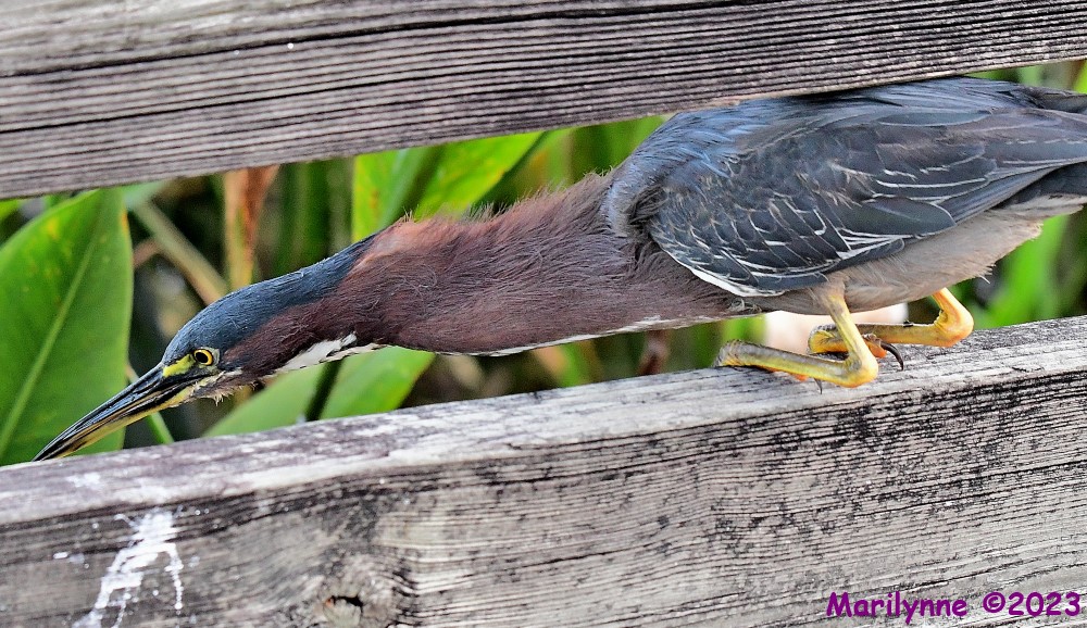 DSC_2774_001.JPG