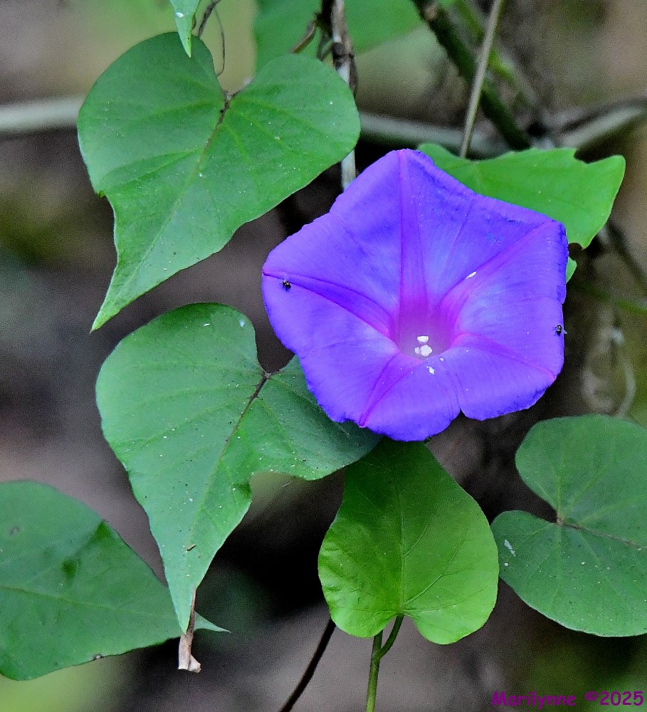DSC_2775_001.JPG