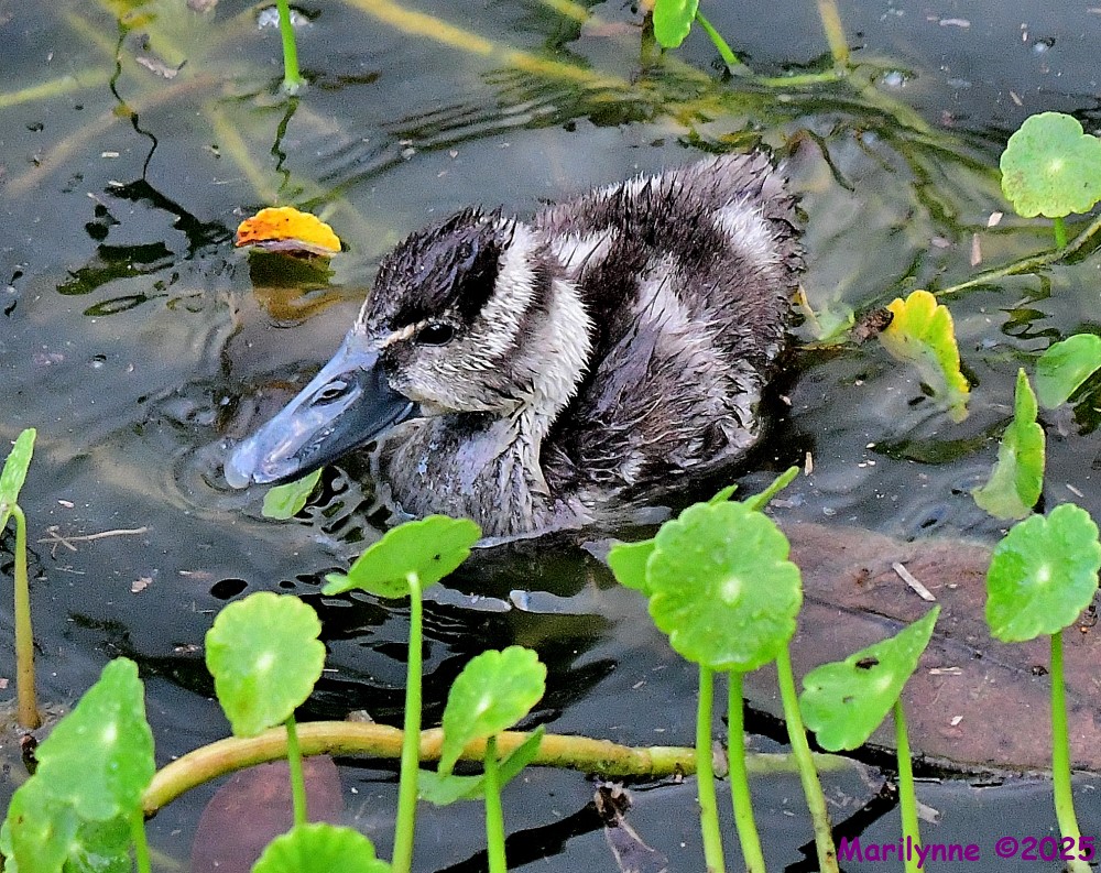 DSC_2775_001.JPG