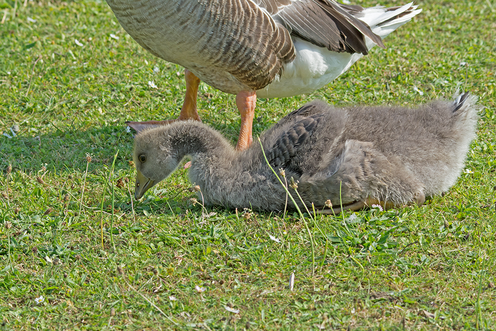 DSC_2776.jpg