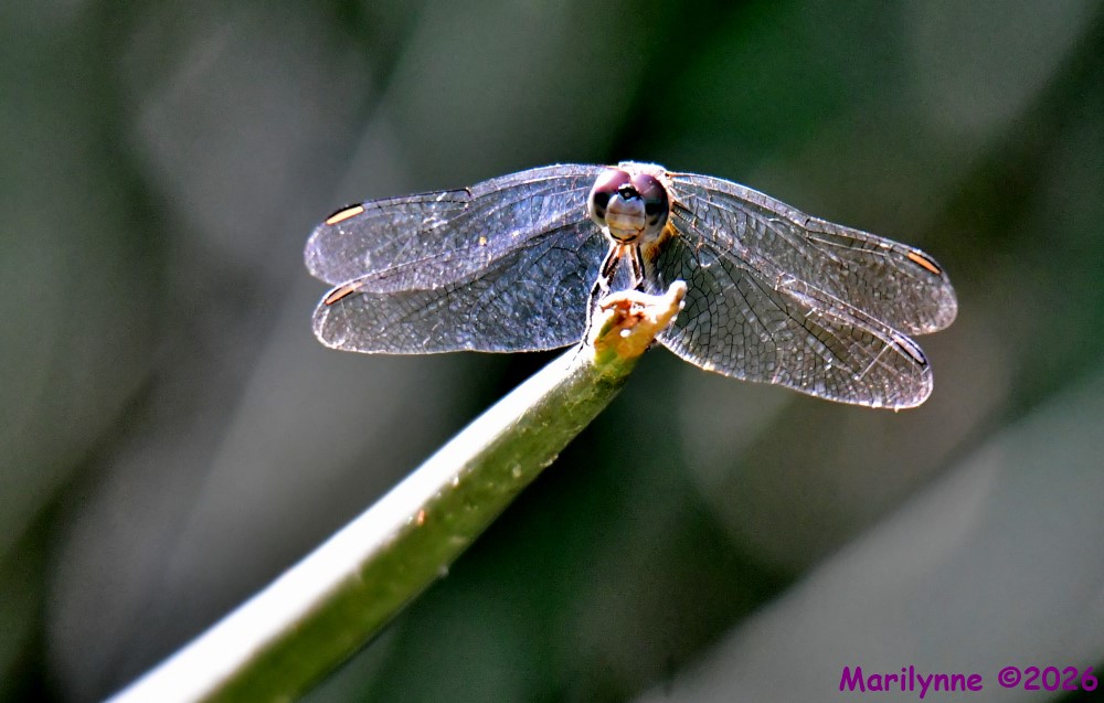 DSC_2776_001.JPG