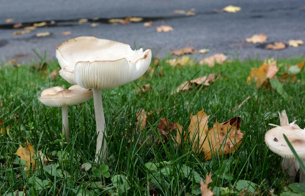 DSC_2777.jpg