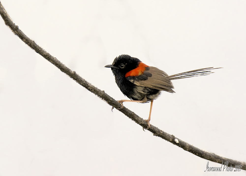 DSC_2778 .jpg