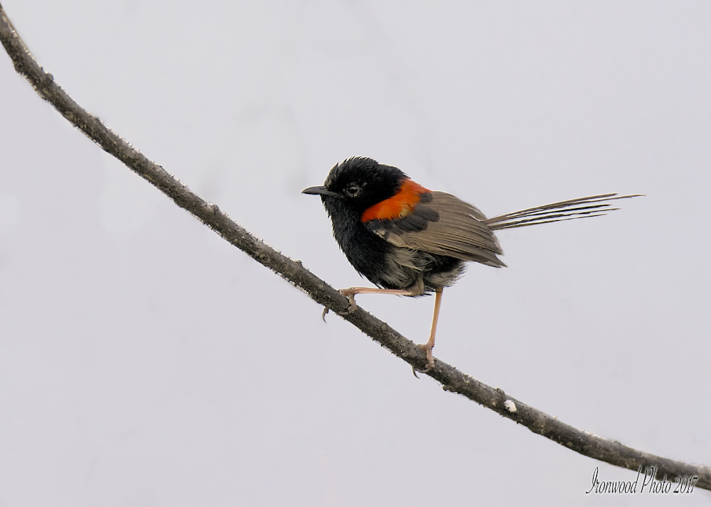 DSC_2778 - Version 2.jpg