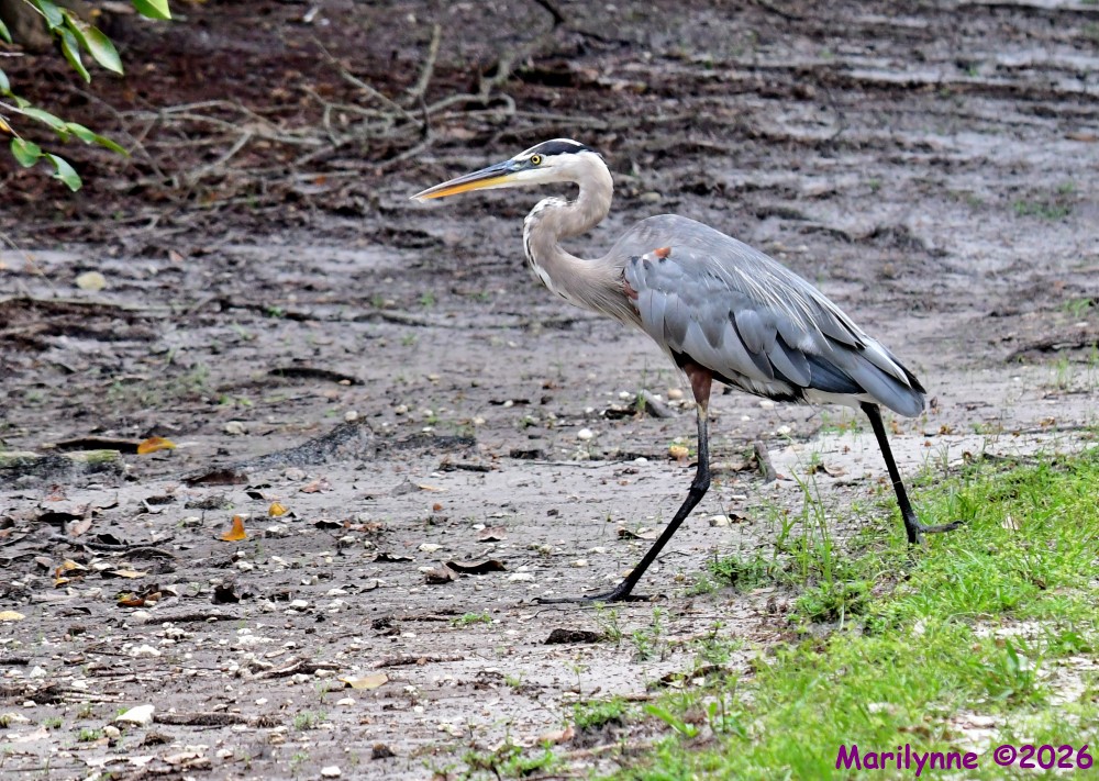 DSC_2779_001.JPG