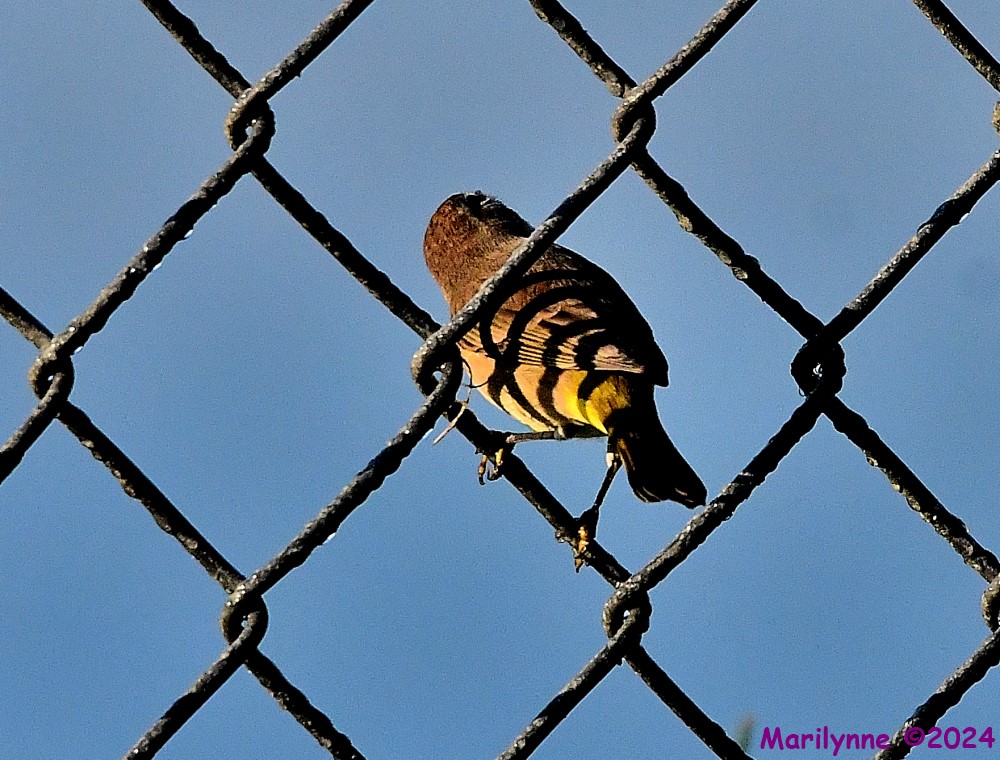 DSC_2781_001.JPG