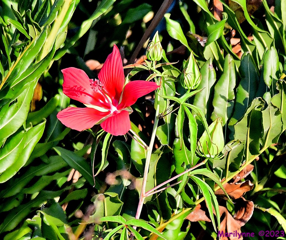 DSC_2782_001.JPG