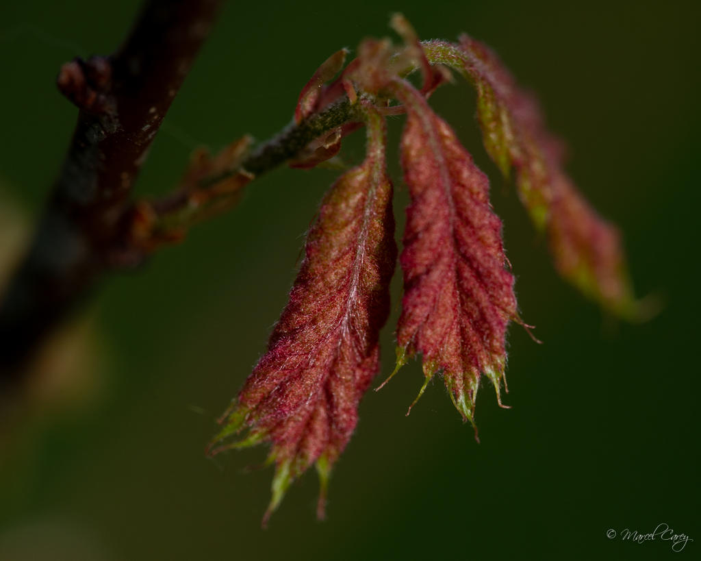 DSC_2783.jpg
