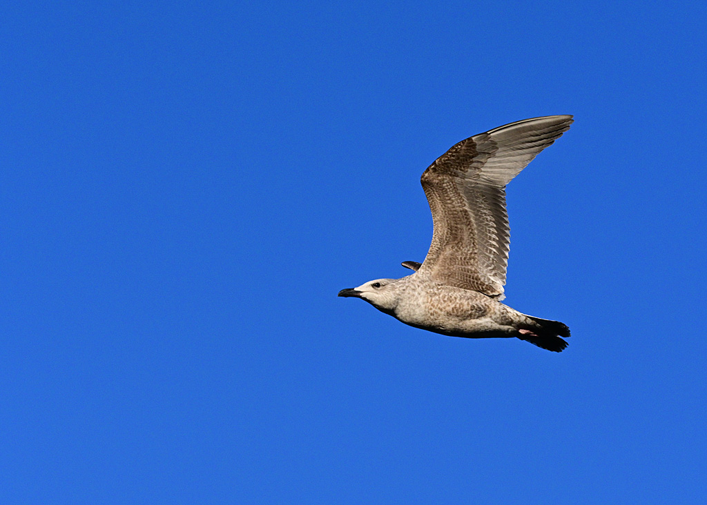 DSC_2783.jpg
