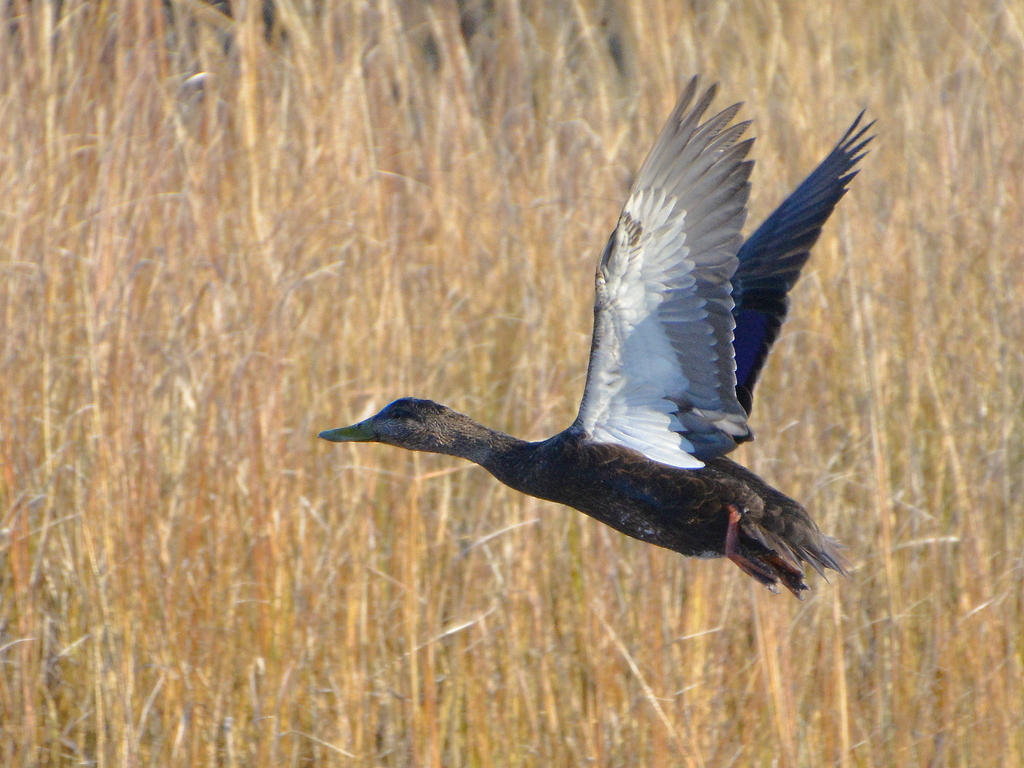 DSC_2784.jpg