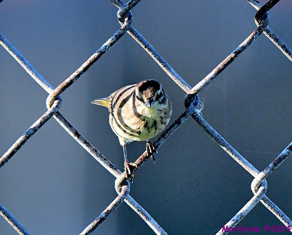 DSC_2784_001.JPG