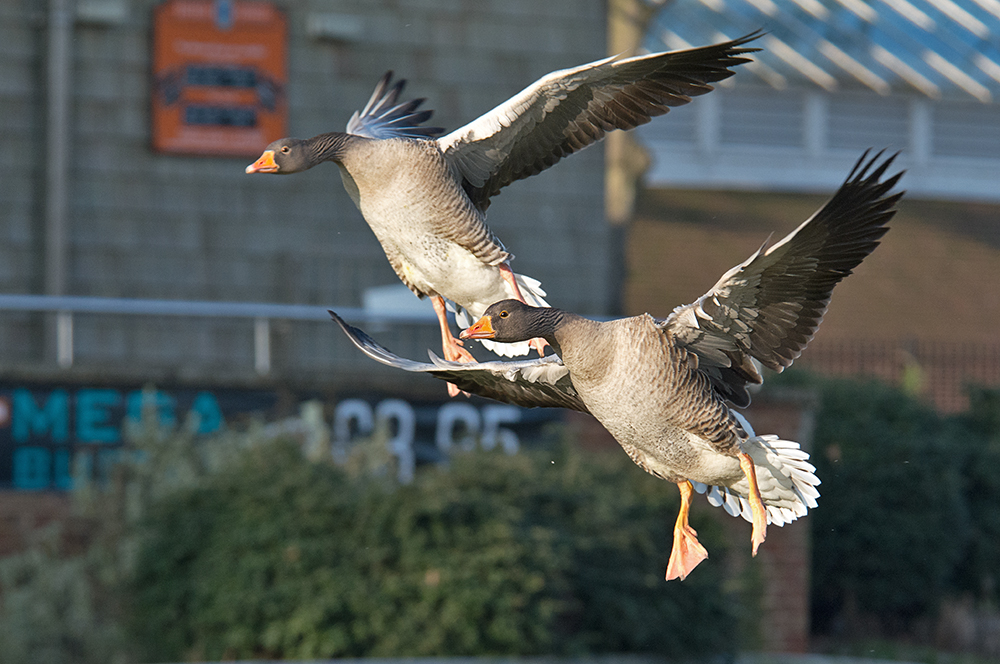 DSC_2785.jpg