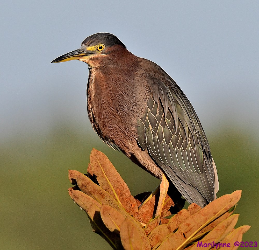 DSC_2785_001.JPG