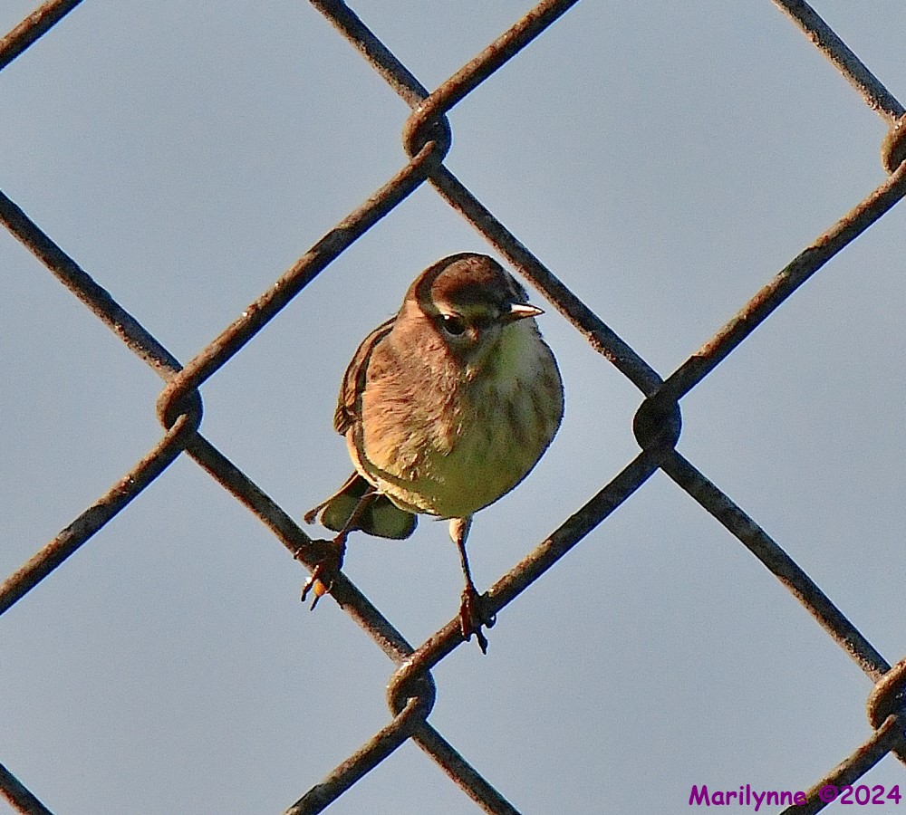 DSC_2786_001.JPG