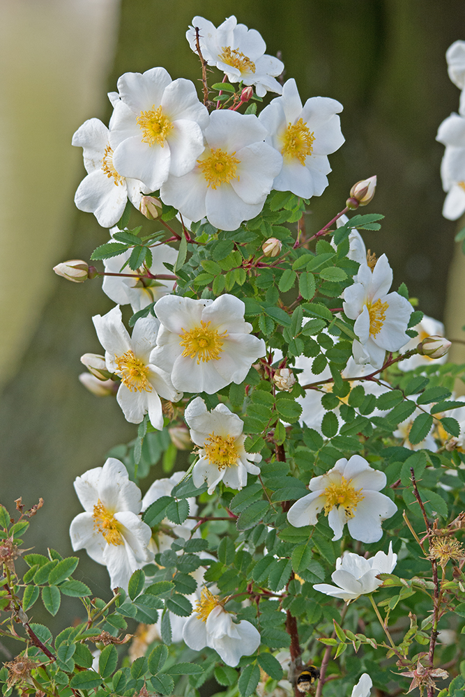 DSC_2787.jpg
