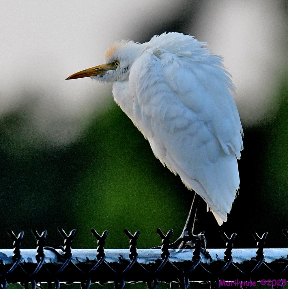 DSC_2787_001.JPG