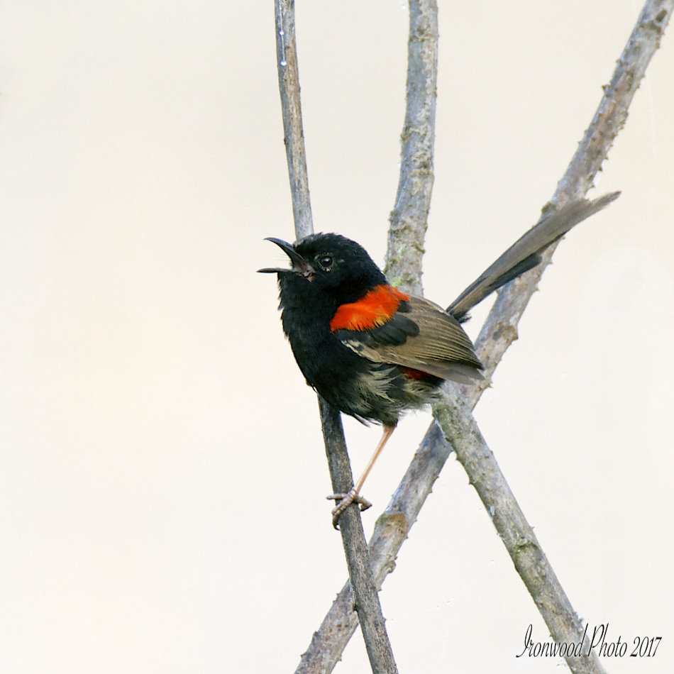 DSC_2790.jpg
