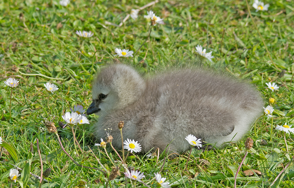 DSC_2791.jpg