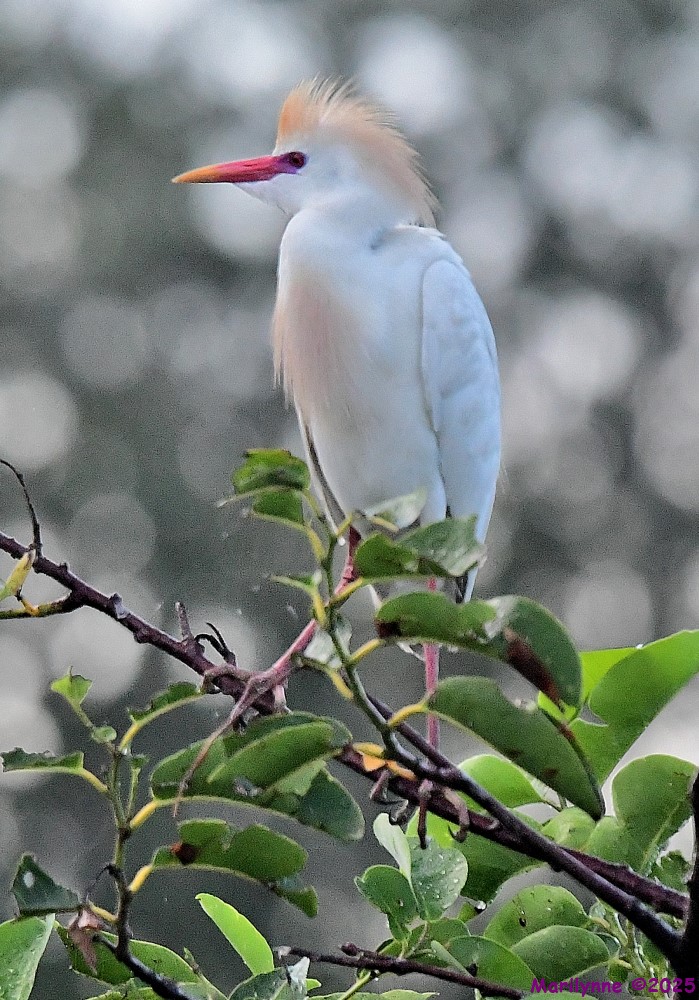 DSC_2792_001.JPG