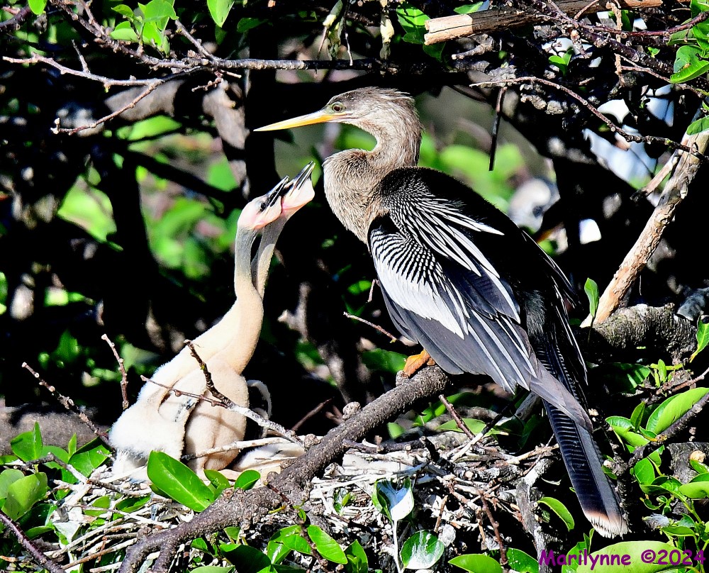 DSC_2793_001.JPG