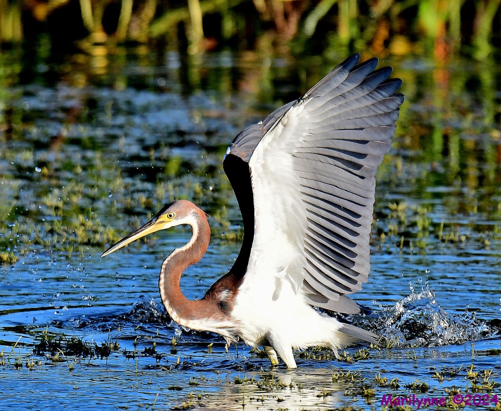 DSC_2793_001.JPG