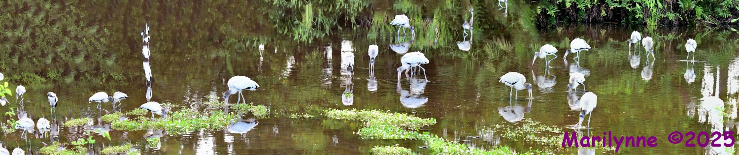 DSC_2793_stitch9_001_01.JPG