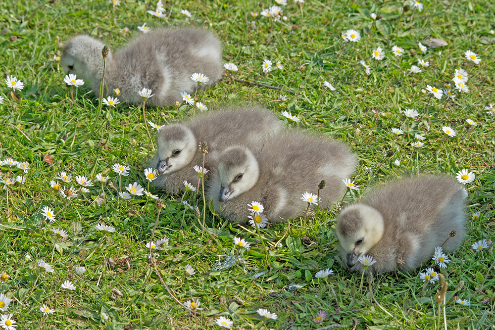 DSC_2796.jpg