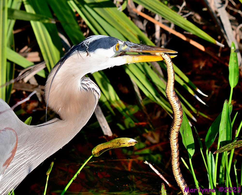 DSC_2796_001.JPG