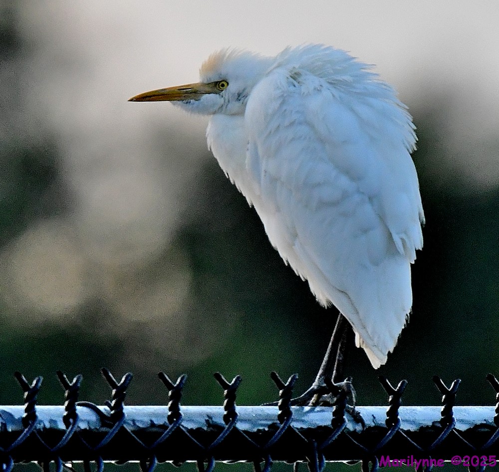 DSC_2796_001.JPG
