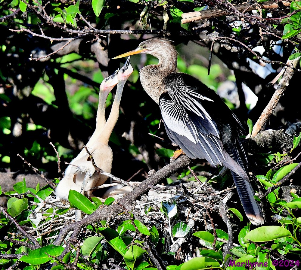 dsc_2797_001-jpg.403407