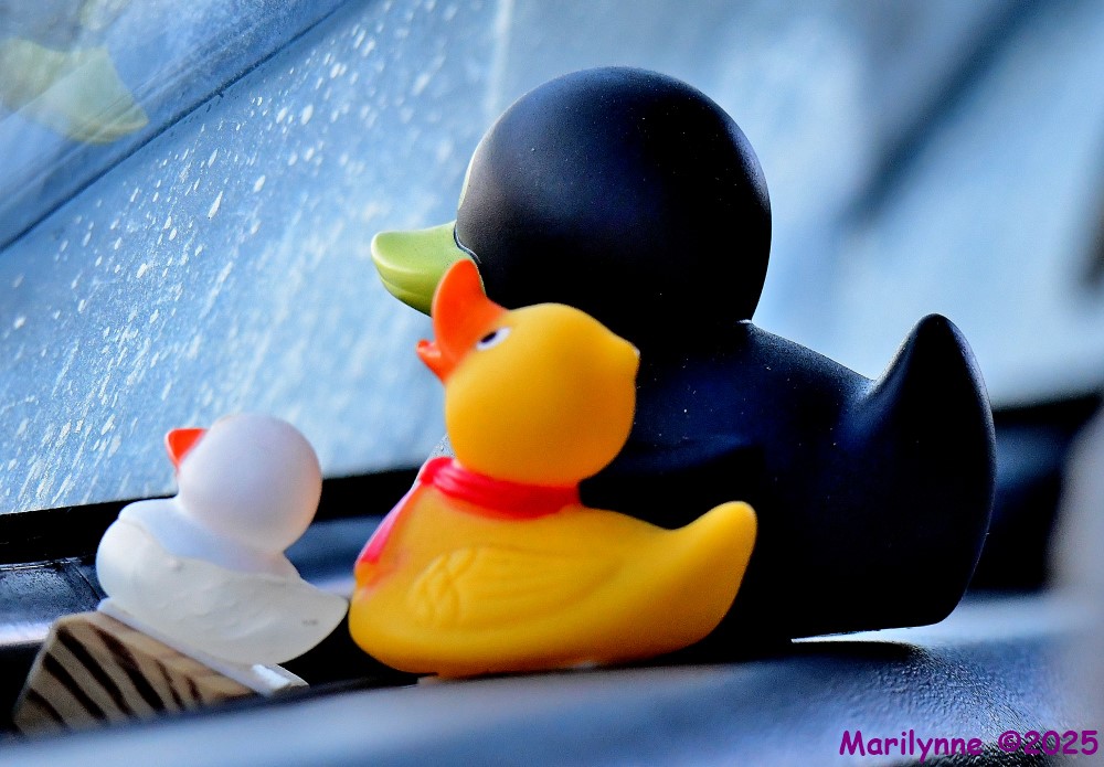 DSC_2798_001.JPG