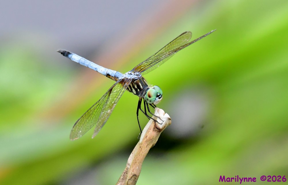 DSC_2798_001.JPG